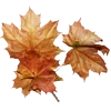 🍂