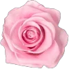 🌸