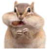 🐿️
