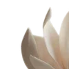 🪷