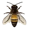 🐝