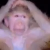 🙉