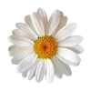 🌼