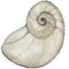 🐚