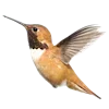 🕊️