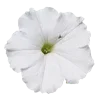 🌸