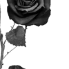 🌹