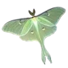 🦋