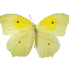 🦋