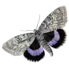 🦋