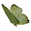 🦋