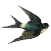 🕊