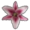 🌸