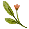 🌿