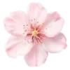 🌸
