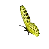 🦋