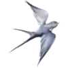🕊️