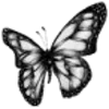 🦋