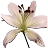 🌷