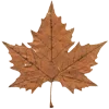 🍁