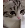🥺