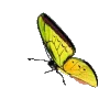 🦋