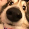 🐶