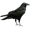 🐦‍⬛️