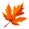 🍁