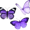 🦋