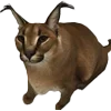🐈