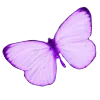 🦋
