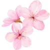 🌸