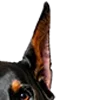 🐕