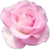 🌸