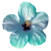 🌺