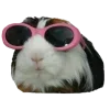 😎