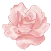 🌸