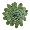 🌱