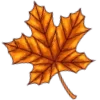 🍁