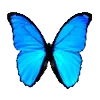 🦋