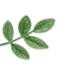 🌿