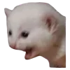 😱