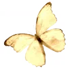 🦋