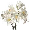 🌼
