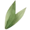 🍃