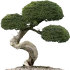 🌲