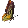 🦋