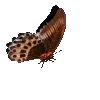 🦋