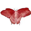 🦋